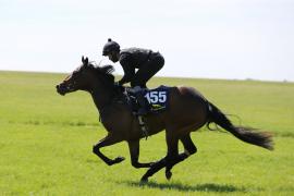 Lot  155 TIG1669Tattersalls