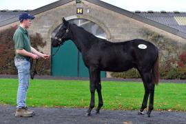 Tattersalls NNH 24 - Jeu St Eloi Lot 56