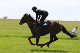 Lot  156 TIG2216Tattersalls