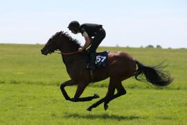 Lot  157 TIG2677Tattersalls