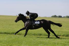 Lot  159 TIG0441Tattersalls