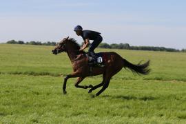 Lot  160 TIG0566Tattersalls