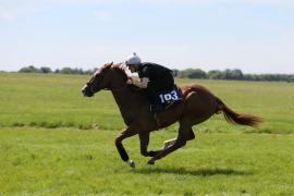 Lot  163 TIG2334Tattersalls