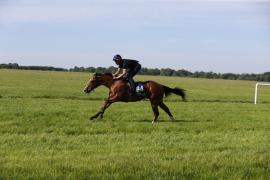 Lot  164 TIG0010Tattersalls