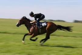 Lot  165 TIG0590Tattersalls