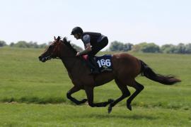 Lot  166 TIG2189Tattersalls