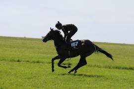 Lot  167 TIG2070Tattersalls