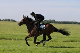 Lot  169 TIG0657Tattersalls