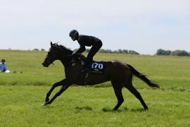 Lot  170 TIG1917Tattersalls