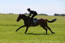 Lot  171 TIG2642Tattersalls