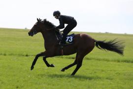 Lot  173 TIG2182Tattersalls