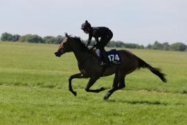 Lot  174  TIG1288Tattersalls