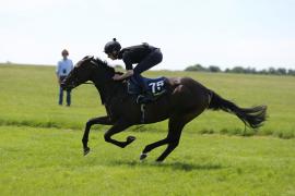 Lot  175 TIG2475Tattersalls