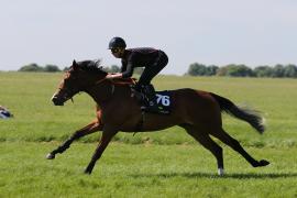 Lot  176 TIG1116Tattersalls