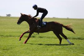 Lot  178 TIG1353Tattersalls