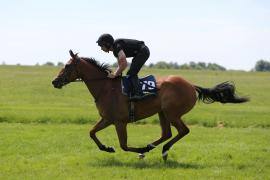 Lot  179 TIG2630Tattersalls