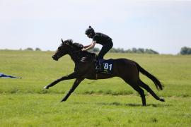 Lot  181 TIG1864Tattersalls