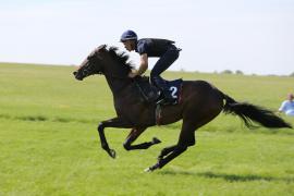 Lot  182 TIG0977Tattersalls