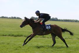 Lot  183 TIG2147Tattersalls