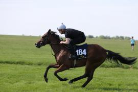 Lot  184 TIG0956Tattersalls