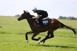 Lot  185 TIG1727Tattersalls