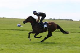 Lot  186 TIG2405Tattersalls