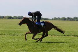 Lot  187 TIG1302Tattersalls