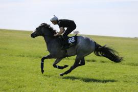 Lot  188 TIG1337Tattersalls