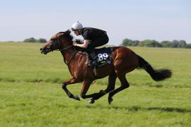 Lot  189 TIG0349Tattersalls