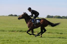 Lot  195 TIG0284Tattersalls