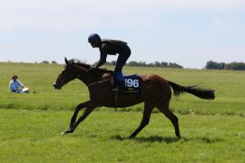 Lot  196 TIG2109Tattersalls