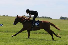 Lot  197 TIG1950Tattersalls