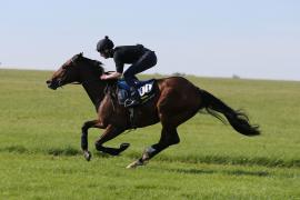 Lot  200 TIG0209Tattersalls