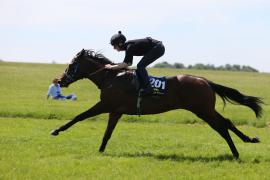 Lot  201 TIG2099Tattersalls