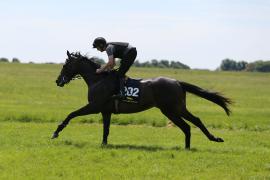 Lot  202 TIG2660Tattersalls