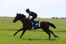 Lot  204 TIG2206Tattersalls