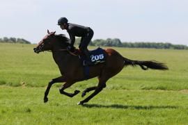 Lot  205 TIG1620Tattersalls