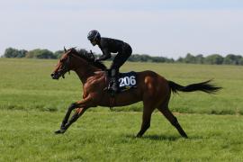 Lot  206 TIG0879Tattersalls