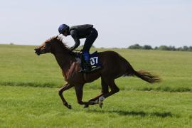 Lot  207 TIG0934Tattersalls