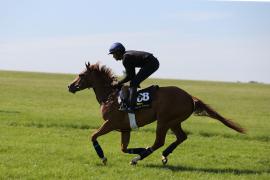 Lot  208 TIG0729Tattersalls