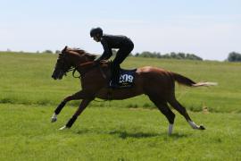 Lot  209 TIG2598Tattersalls