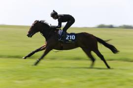 Lot  210 TIG1494Tattersalls