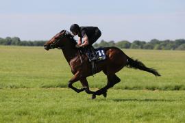 Lot  211 TIG0405Tattersalls