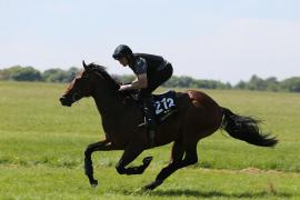 Lot  212 TIG2042Tattersalls