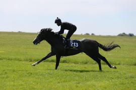 Lot  213 TIG2128Tattersalls