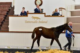 Tattersalls NNH 24 - Lot  215 Santiago