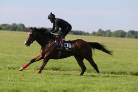 Lot  215 TIG0106Tattersalls