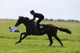 Lot  216 TIG1802Tattersalls