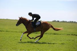 Lot  217 TIG2690Tattersalls