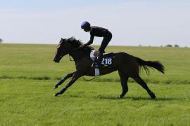 Lot  218 TIG0914Tattersalls